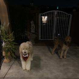 Luna - Poodle