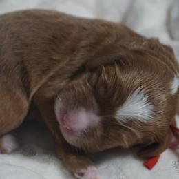 Rafiki - Red male Australian Labradoodle puppy in Fontana, California from Glory Labradoodle’s