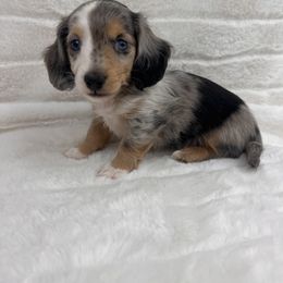 Dachshund Puppies from Chilidog Dachshunds