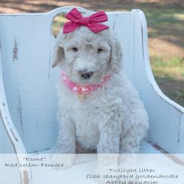 Esme red collar - Cream female Goldendoodle puppy in Lexington, North Carolina from Deborah’s Doodles