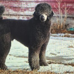 Honeybaked - Blue male Poodle puppy in Oklahoma from Morgenstern Kennels
