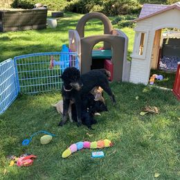 Aussiedoodle and Poodle Puppies from Aussiedoodles by Maggie