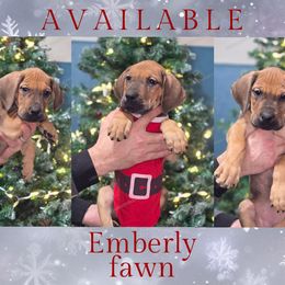 Emberly - Fawn female Great Dane puppy in Roseau, Minnesota from UNDAD'S KENNELS