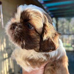 Louie - Gold and white male Shih Tzu puppy in Victorville, California from RUMBLE n TUMBLE