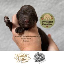 Wood Ear - Navy Collar - Chocolate female Goldendoodle puppy in Garland, Texas from Twilight Doodles