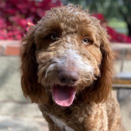 Mazie - Goldendoodle