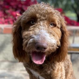 Mazie - Goldendoodle