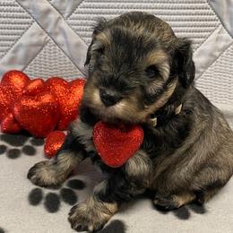 Yellow-white Collar - Female - Black and silver female Miniature Schnauzer puppy in Robstown, Texas from Alves Miniature Schnauzers