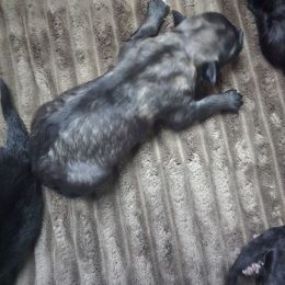 Galaxy - Gray and black female Keeshond puppy in Logan, Ohio from Hocking Hills Keeshonds