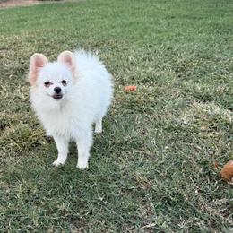 Nox - White male Pomeranian puppy in Phoenix, Arizona from Luxpomz