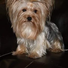 Yorkshire Terriers from Kountry Yorkies