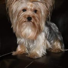 Yorkshire Terriers from Kountry Yorkies