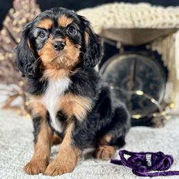 Purple girl - Black and tan female Cavalier King Charles Spaniel puppy in Waukesha, Wisconsin from Midwest Cavapoos