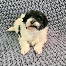 Mercedes - Black and white female Havanese puppy in Hawthorne, Florida from Havanese Acres
