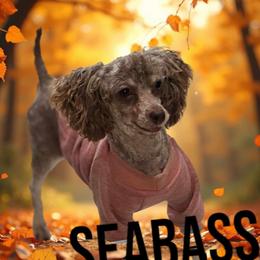 Bass - Poodle