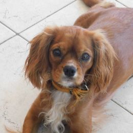 Winny - Cavalier King Charles Spaniel