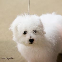 Coton de Tulear Puppies from Shiloh Cotons