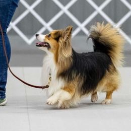 Teddy - Pembroke Welsh Corgi
