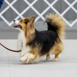 Teddy - Pembroke Welsh Corgi