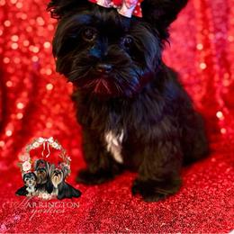 Colette - Yorkshire Terrier