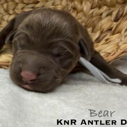 Bear - Chocolate male Labrador Retriever puppy in Grants Pass, Oregon from KnR Antler Dogs