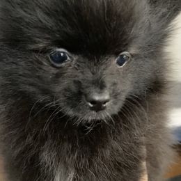 Boy 1 - male Pomeranian puppy in Los Angeles, California from Lucky Poms of Los Angeles