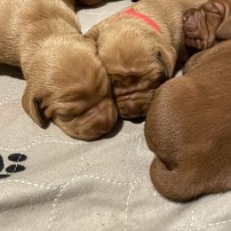 Vizsla Puppies from Highland Vizslas