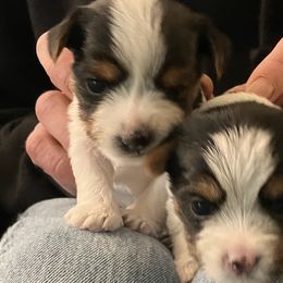 Yorkshire Terriers from NNYYorkies