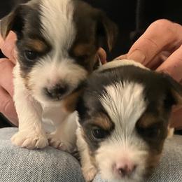Yorkshire Terriers from NNYYorkies
