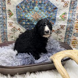 Onyx - Black and white male Aussiedoodle puppy in Taylor, Missouri from Pawsitively Doodles