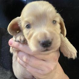 Crackle - Cream male Dachshund puppy in Bigfork, Minnesota from Dachshunds Up North