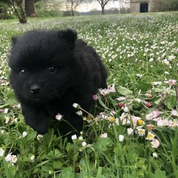 Pomeranian Puppies from Mac Daddy Poms