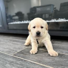 Black collar - Yellow male Labrador Retriever puppy in Wittmann, Arizona from Wranglin Farms