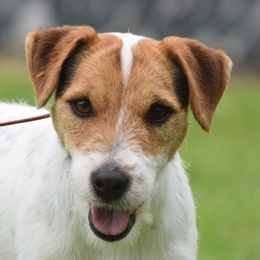 Ruger - Jack Russell Terrier