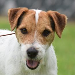 Ruger - Jack Russell Terrier