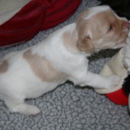 Australian Labradoodle Puppies from Windsor Creek Labradoodles