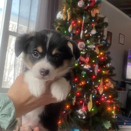 Bean - Black and tan female Pembroke Welsh Corgi puppy in New Richmond, Wisconsin from 10 Mile Creek Farms