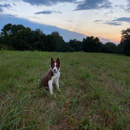 Border Collie Puppies from Harmonie 21 Border Collies
