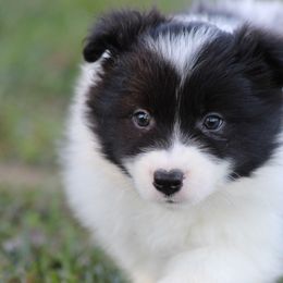 Male 2 - Black male Border Collie puppy in Tylertown, Mississippi from Cool Meadow Farms