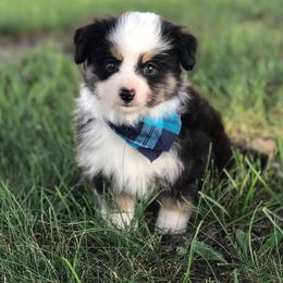 Toy Australian Shepherd Puppies from Kickapoo Creek Aussies