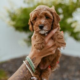 Cavapoo Puppies from Mustard Seed Doodle Co.