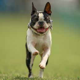 Kallie - Boston Terrier
