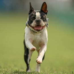 Kallie - Boston Terrier