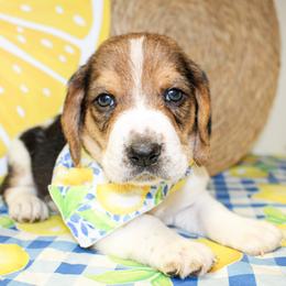 Sunny - Black brown and white male Basset Hound puppy in Antlers, Oklahoma from Rocking H