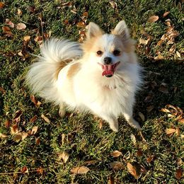 Halli - Pomeranian
