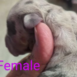 Girl 1 - Dachshund puppy in Homosassa, Florida from Foxies Doxies