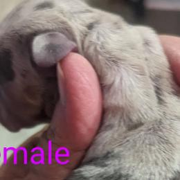 Girl 1 - Dachshund puppy in Homosassa, Florida from Foxies Doxies