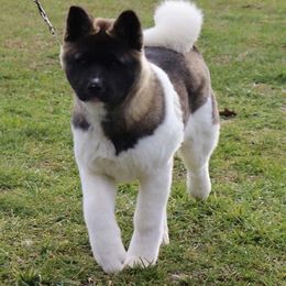 Akita Puppies from Excel Shu-Ku Akitas