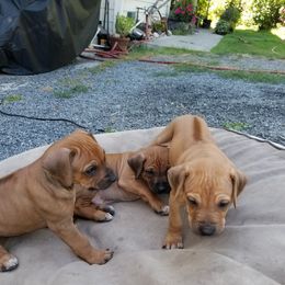 Rhodesian Ridgeback Puppies from Willowist Rhodesian Ridgebacks