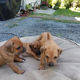 Rhodesian Ridgeback Puppies from Willowist Rhodesian Ridgebacks